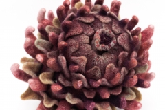 Future-of-Natural-History-6