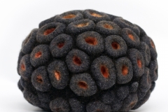 Future-of-Natural-History4