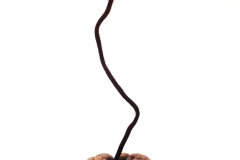 Future-of-Natural-History5-2